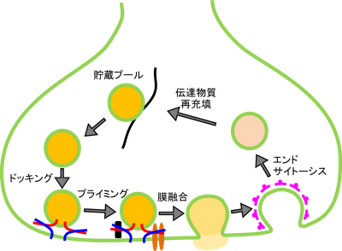 一般の方へ 神経科学トピックス 日本神経科学学会